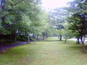 長岡市立図書館裏。綺麗に下草が刈り込んであり、気持ちが良いです。砂利道でなく、この木の間を歩きます。