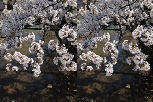 柿川の桜