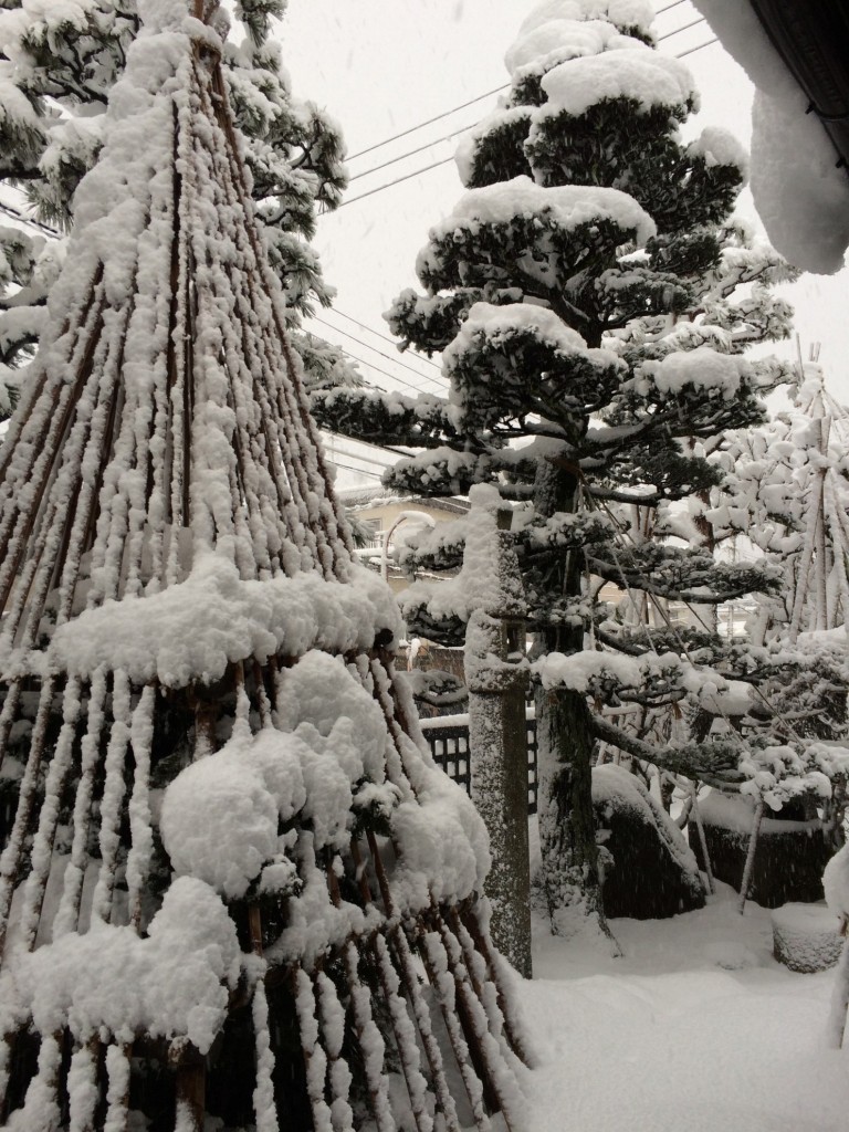 長岡市も大雪。雪囲いの風情、余裕なし04